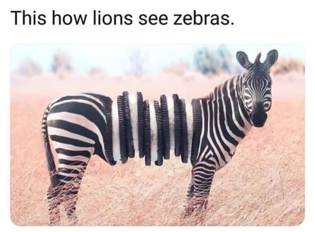 lions see zebras meme - This how lions see zebras.