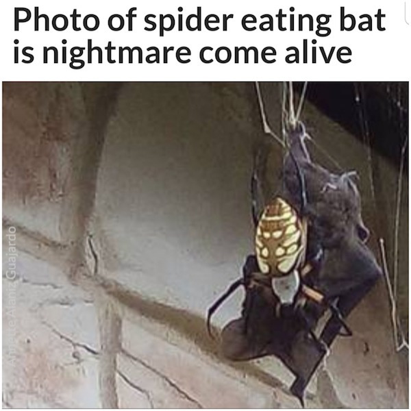 cursed image spider eats bat - Photo of spider eating bat is nightmare come alive laniz Guajardo