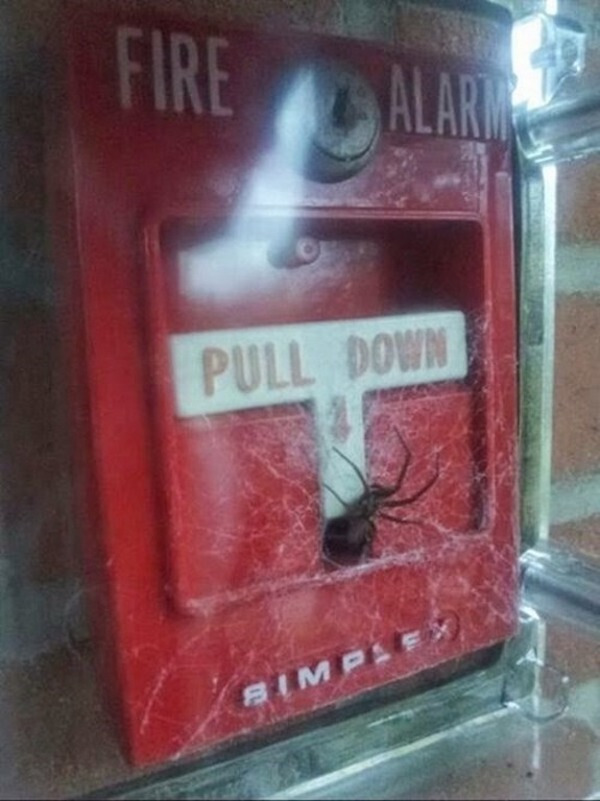 cursed image spider on fire alarm - Fire Ala Pull Down