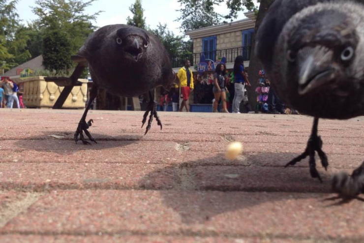 crows the crumb