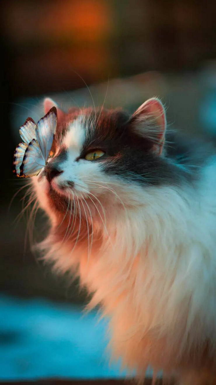 cat and butterfly