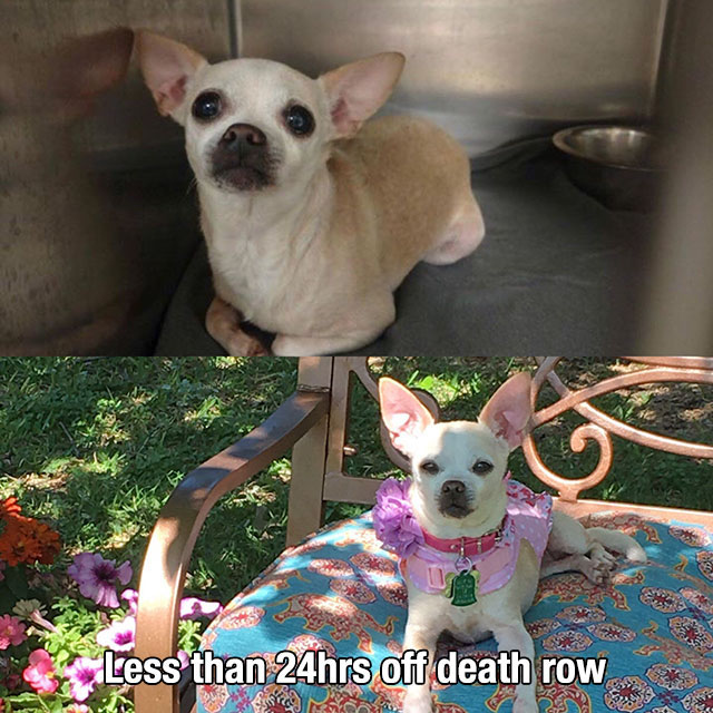 Adoption - Less than 24hrs off death row Ws