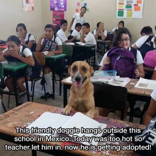 This friendly doggie hangs outside this school in Mexico. Today was too hot so teacher let him in. now he is getting adopted!