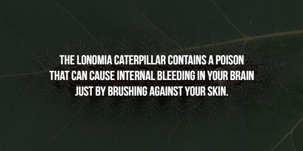 caterpillar wallet - The Lonomia Caterpillar Contains A Poison That Can Cause Internal Bleeding In Your Brain Just By Brushing Against Your Skin.