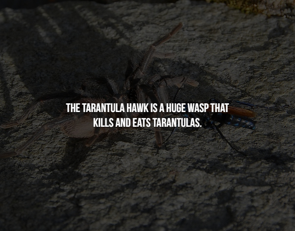 membrane winged insect - The Tarantula Hawk Is A Huge Wasp That Kills And Eats Tarantulas.