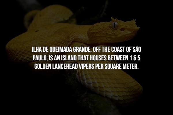 go-betweens - Ilha De Queimada Grande, Off The Coast Of Sao Paulo, Is An Island That Houses Between 185 Golden Lancehead Vipers Per Square Meter.