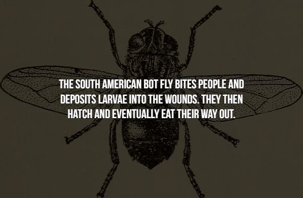 fly - The South American Bot Fly Bites People And Deposits Larvae Into The Wounds. They Then Hatch And Eventually Eat Their Way Out.