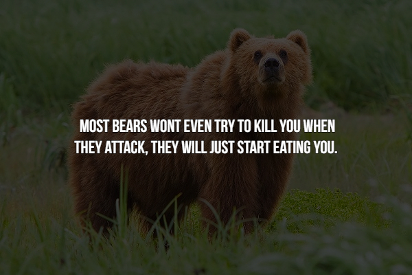 grizzly bear - Most Bears Wont Even Try To Kill You When They Attack, They Will Just Start Eating You.