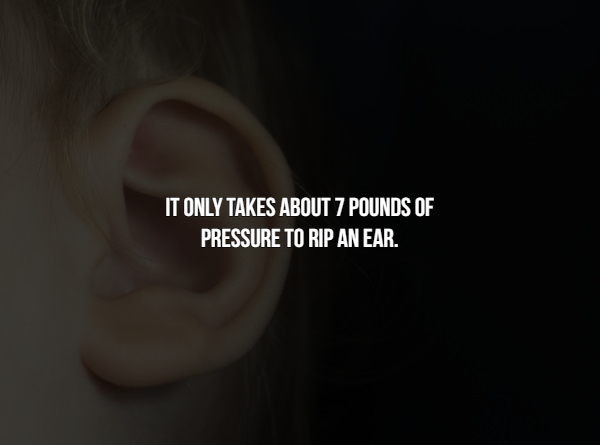 ear - It Only Takes About 7 Pounds Of Pressure To Rip An Ear.