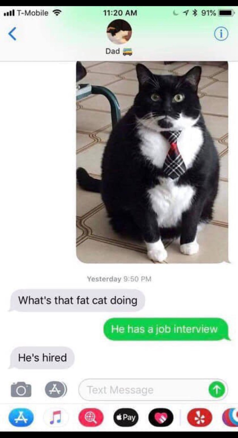 fat cat job interview - | TMobile TMobile 1 91% 1200M Dad Yesterday What's that fat cat doing He has a lob interview He has a job interview He's hired Text Message