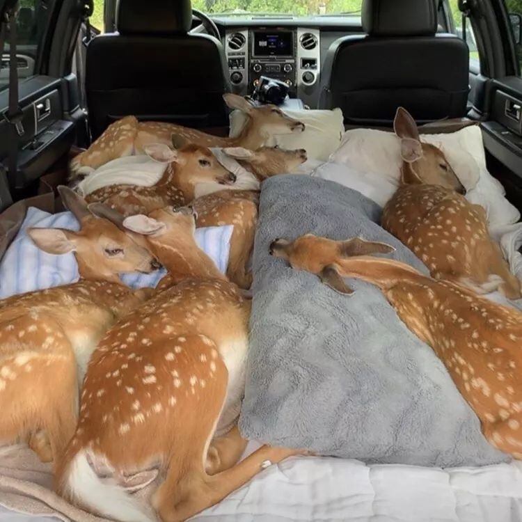 cute deers