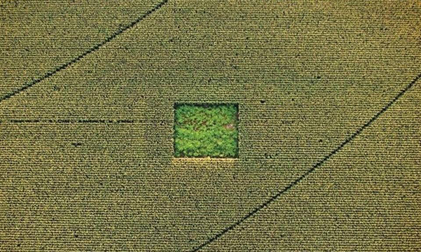 weed in corn field