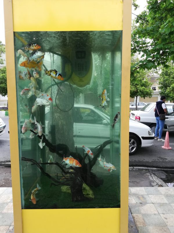 They’ve changed an unused phone booth to aquarium