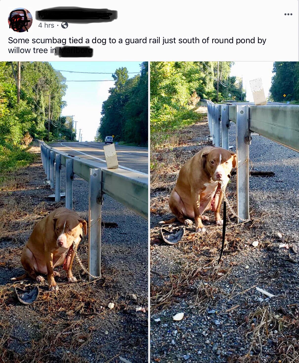 dog - 4 hrs Some scumbag tied a dog to a guard rail just south of round pond by willow tree in