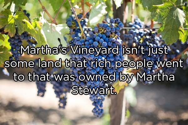 indigo grapes - Martha's Vineyard isn't just some land that rich people went to that was owned by Martha Stewart.