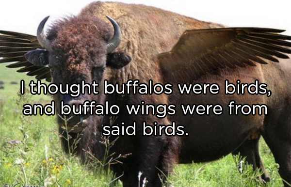 buffalo with wings - I thought buffalos were birds, and buffalo wings were from la said birds.