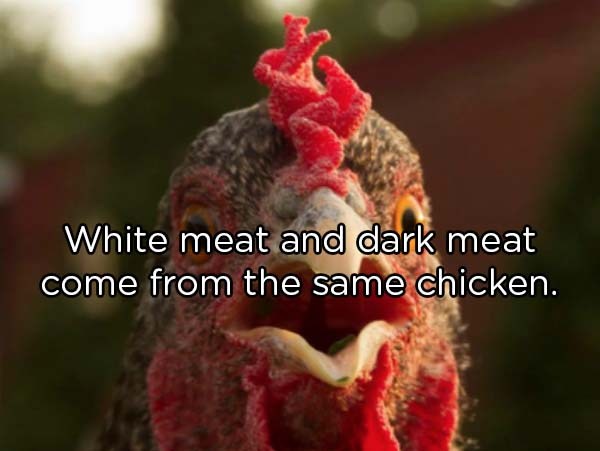 shocked hen - White meat and dark meat come from the same chicken.