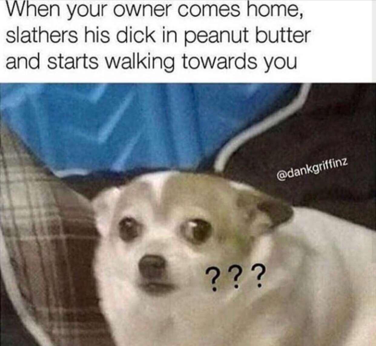 do i get weed chihuahua - When your owner comes home, slathers his dick in peanut butter and starts walking towards you ???