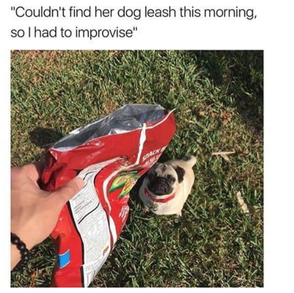 late for work funny memes - "Couldn't find her dog leash this morning, so I had to improvise"