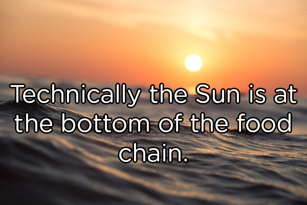 morning - Technically the Sun is at the bottom of the food chain.