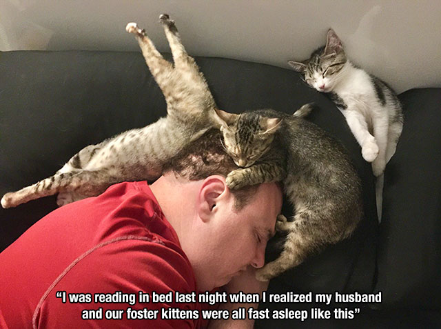 Cat - "I was reading in bed last night when I realized my husband and our foster kittens were all fast asleep this"