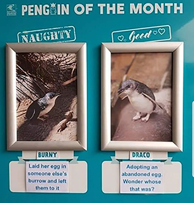 penguin of the month - Spengoin Of The Month Naughty Burny Draco Lald her egg in someone else's burrow and loft them to it Adopting an abandoned e99 Wonder whose that was?