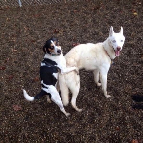 canaan dog