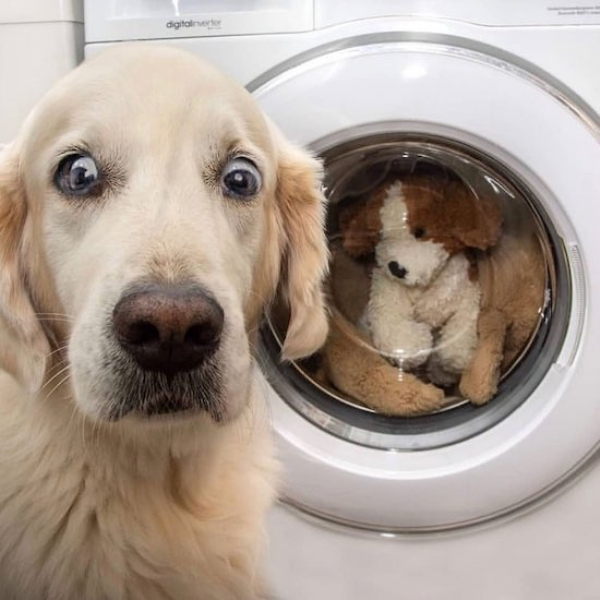 dog scared of washing machine