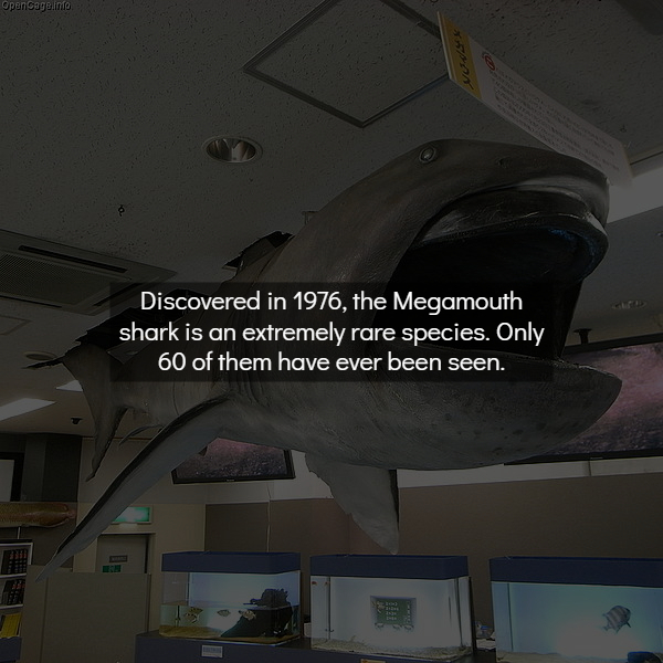 megamouth shark - Opancageline Discovered in 1976, the Megamouth, shark is an extremely rare species. Only 60 of them have ever been seen.