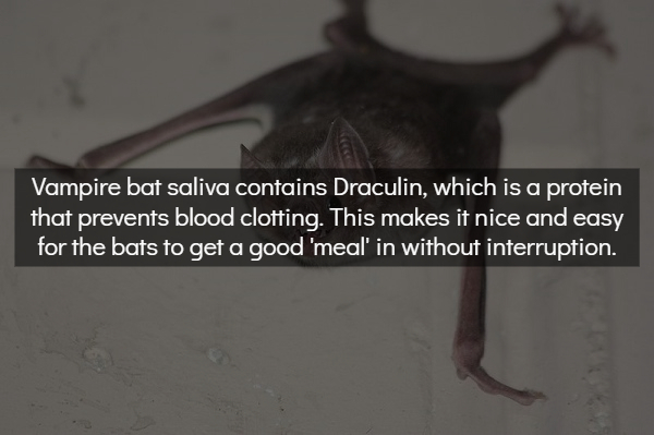 photo caption - Vampire bat saliva contains Draculin, which is a protein that prevents blood clotting. This makes it nice and easy for the bats to get a good 'meal' in without interruption.