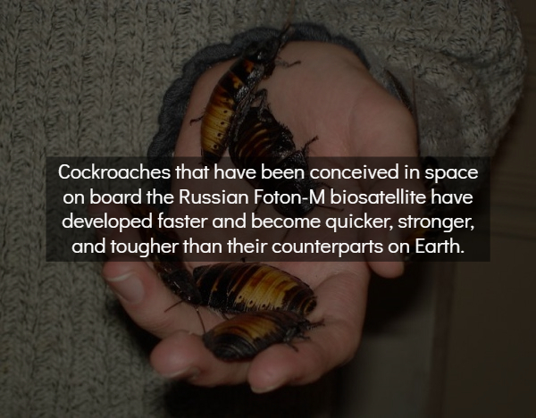 photo caption - Cockroaches that have been conceived in space on board the Russian FotonM biosatellite have developed faster and become quicker, stronger, and tougher than their counterparts on Earth.