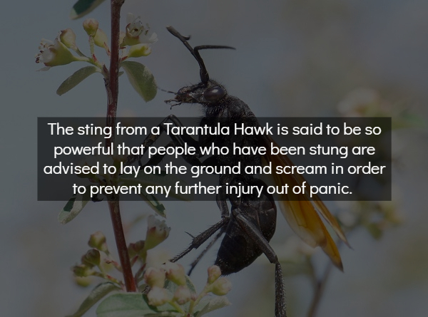 membrane winged insect - The sting from a Tarantula Hawk is said to be so powerful that people who have been stung are advised to lay on the ground and scream in order to prevent any further injury out of panic.