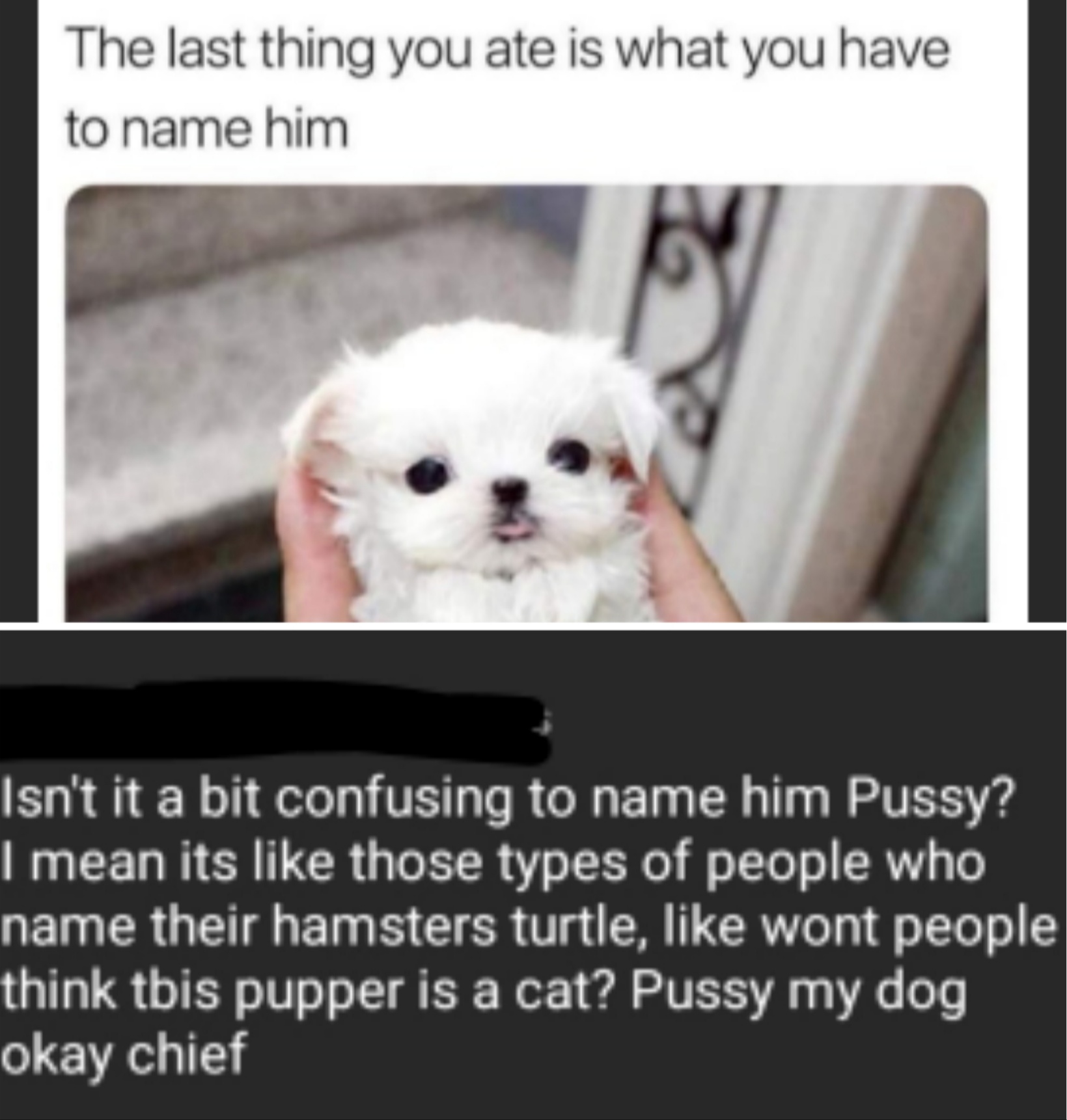 last thing you ate is what you have to name him - The last thing you ate is what you have to name him Isn't it a bit confusing to name him Pussy? I mean its those types of people who name their hamsters turtle, wont people think tbis pupper is a cat? Puss