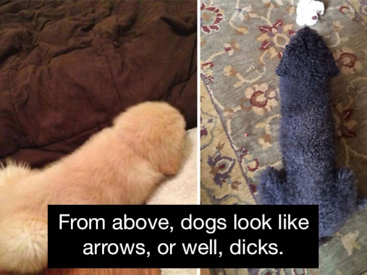 animals in disguise - From above, dogs look arrows, or well, dicks.