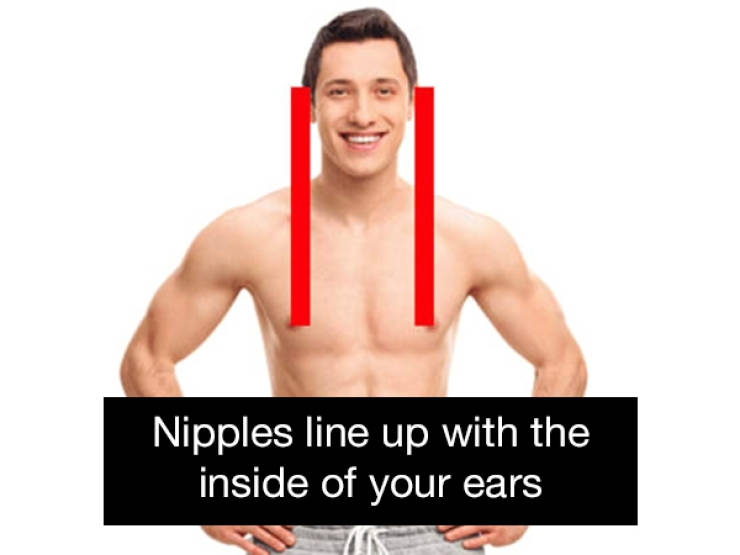 earlobes line up with nipples - Nipples line up with the inside of your ears