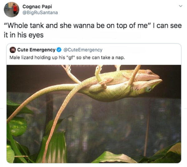 male lizard holding up his girlfriend - Cognac Papi