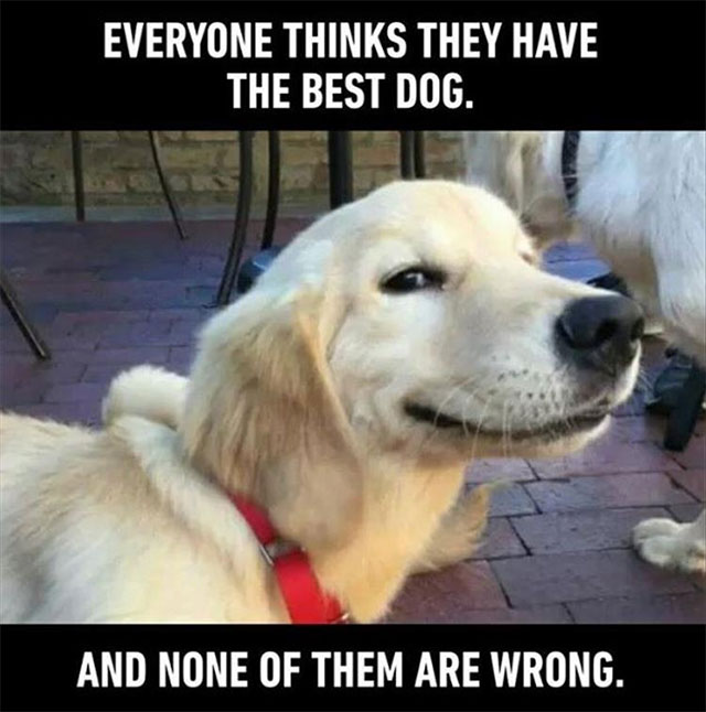 funny animal memes - Everyone Thinks They Have The Best Dog. And None Of Them Are Wrong.