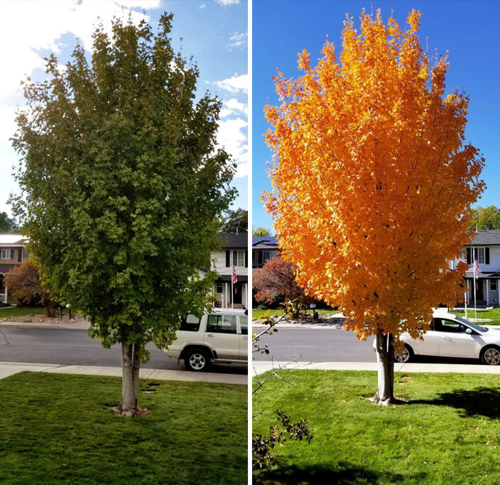 What a difference 11 days can make for this maple tree