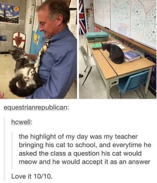 funny tumblr post about the cat - equestrianrepublican howell the highlight of my day was my teacher bringing his cat to school, and everytime he asked the class a question his cat would meow and he would accept it as an answer Love it 1010.