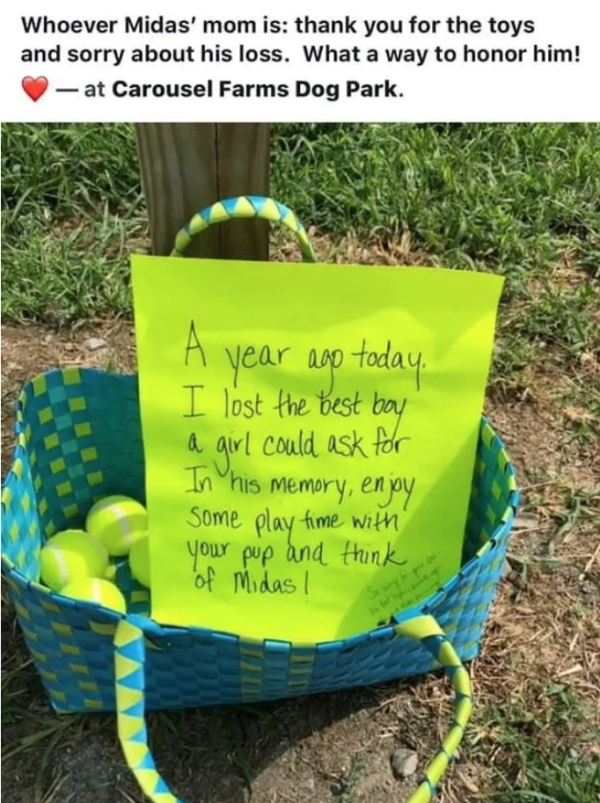grass - Whoever Midas' mom is thank you for the toys and sorry about his loss. What a way to honor him! at Carousel Farms Dog Park. A year ago today. I lost the best boy a girl could ask for In his memory, enjoy some play time with yow pup and Hunk of Mid
