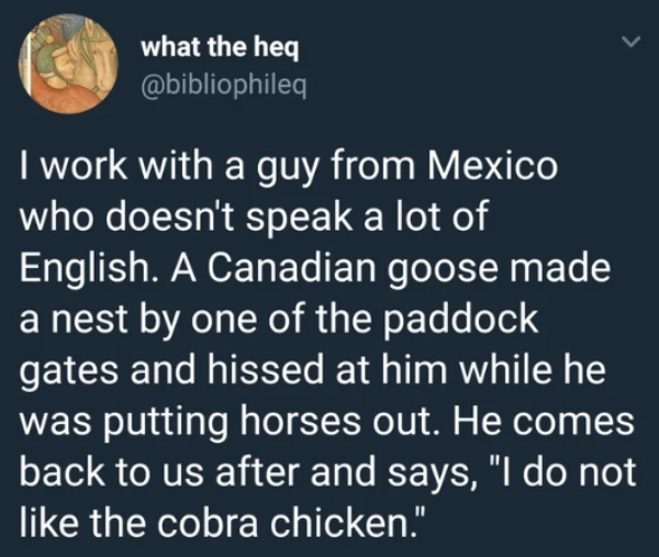 material app - what the heq I work with a guy from Mexico who doesn't speak a lot of English. A Canadian goose made a nest by one of the paddock gates and hissed at him while he was putting horses out. He comes back to us after and says, "I do not the cob