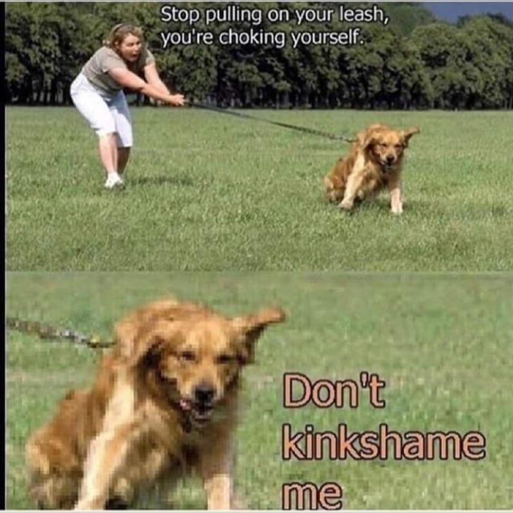 dog pulling on leash meme - Stop pulling on your leash, you're choking yourself. Don't kinkshame me