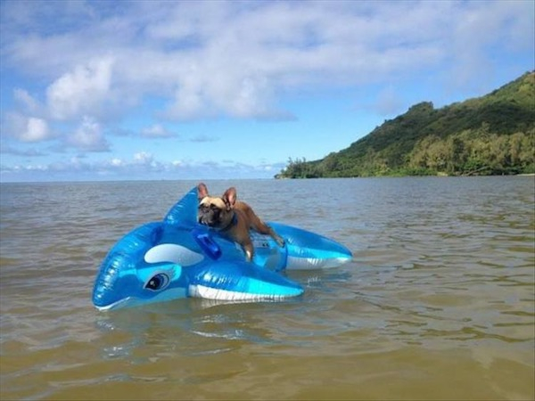 whale floatie