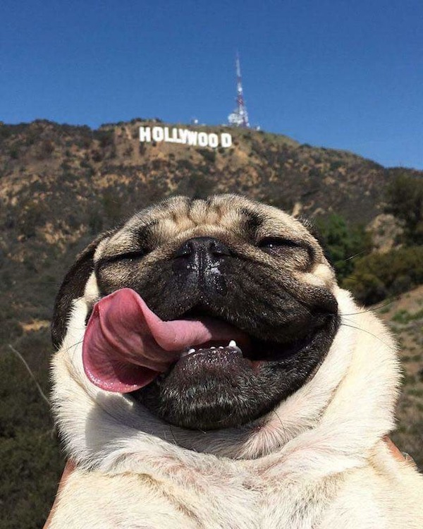 animal selfie - Hollywo