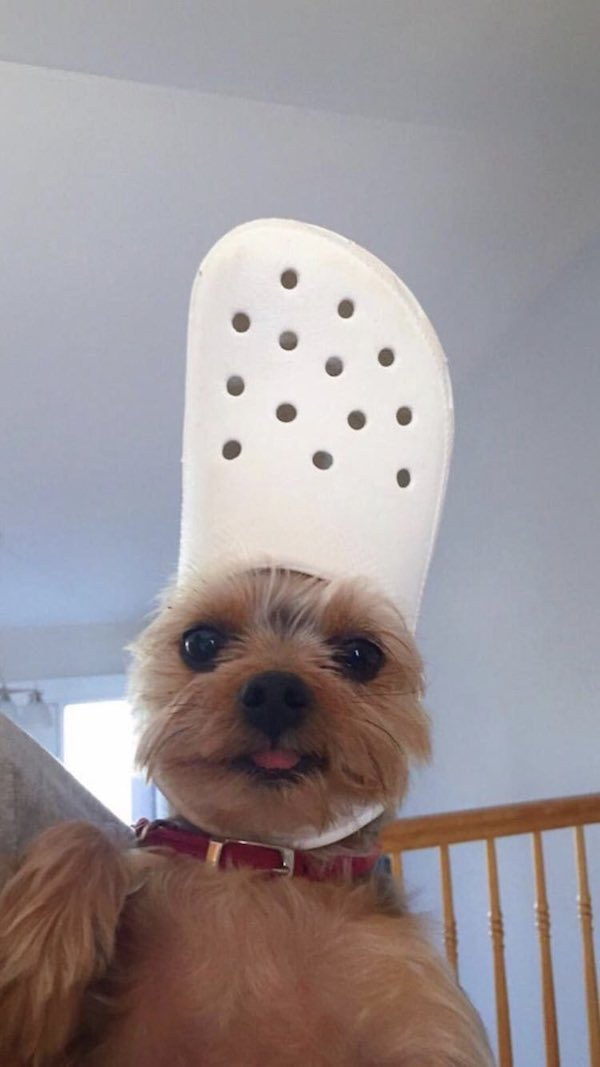 yorkie with a croc on its head