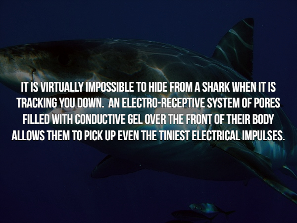 marine biology - It Is Virtually Impossible To Hide From A Shark When It Is Tracking You Down. An ElectroReceptive System Of Pores Filled With Conductive Gel Over The Front Of Their Body Allows Them To Pick Up Even The Tiniest Electrical Impulses.