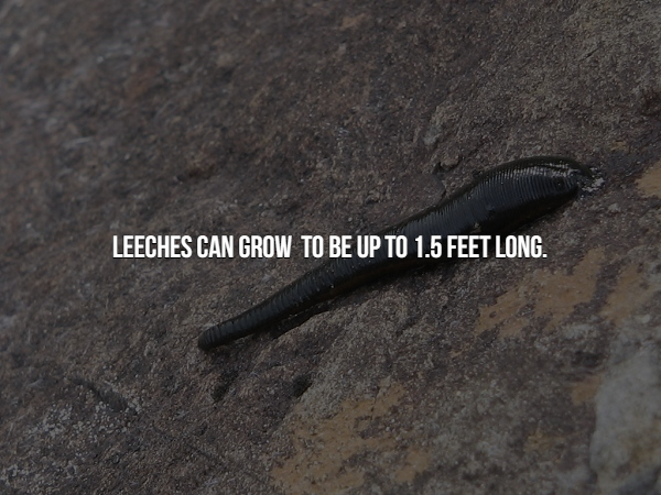 soil - Leeches Can Grow To Be Up To 1.5 Feet Long.