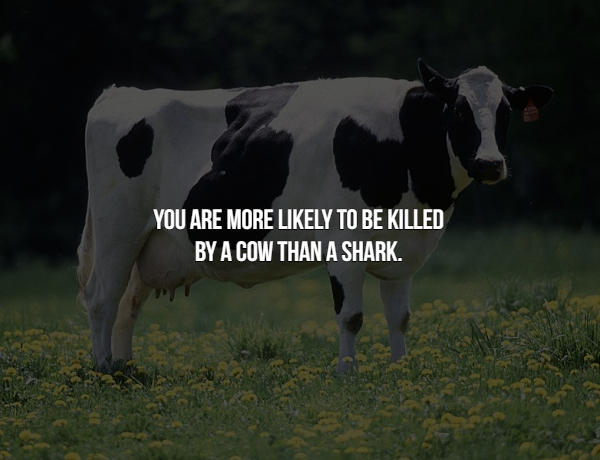 real cow - You Are More ly To Be Killed By A Cow Than A Shark.