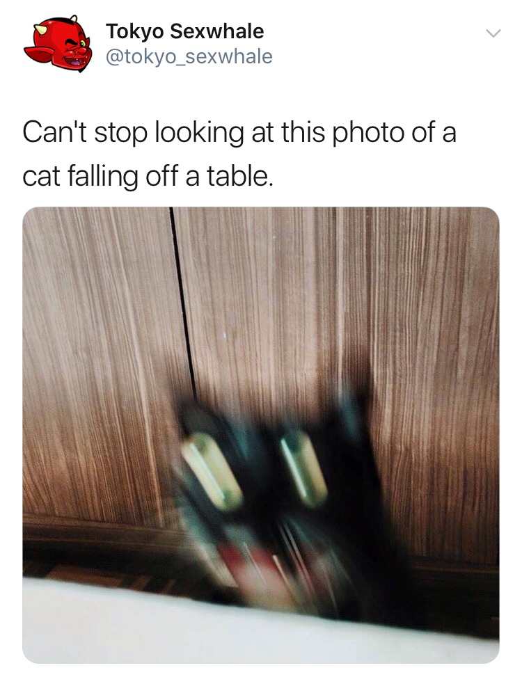 cat falling off table - Tokyo Sexwhale Can't stop looking at this photo of a cat falling off a table.