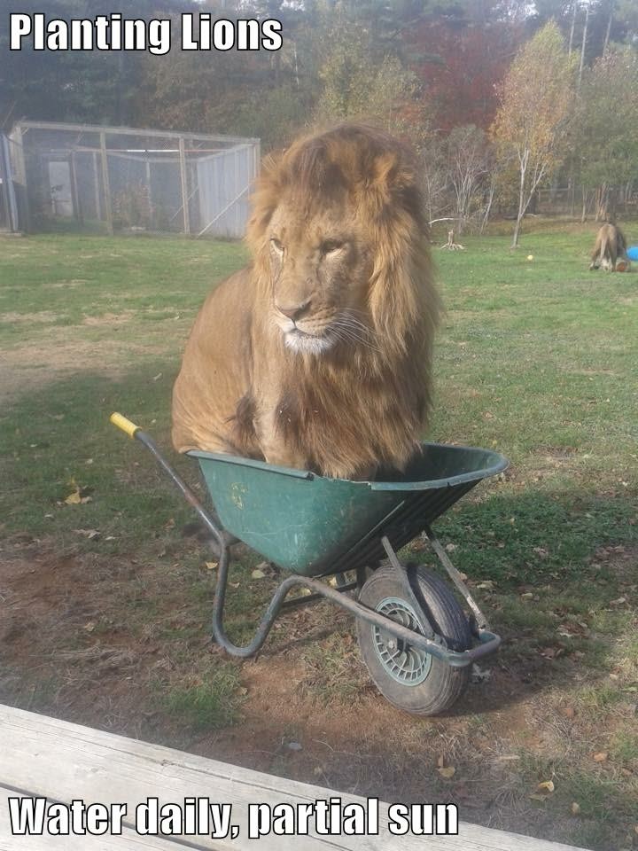 lion in wheelbarrow - Planting Lions Water daily, partial sun